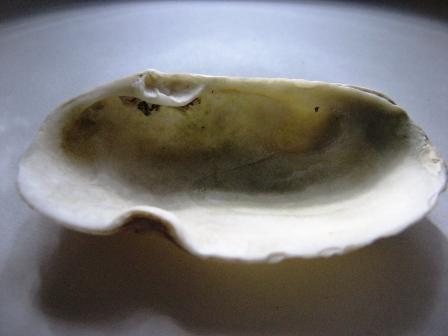 Bivalve che cos''� grazie tantissimo!